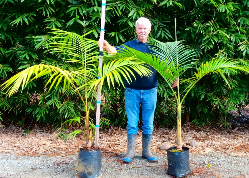 Archontophoenix cunninghamiana, Bangalow Palm