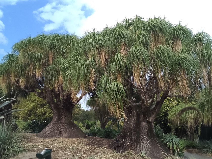 Beaucarnea recurvata, Ponytail Palm