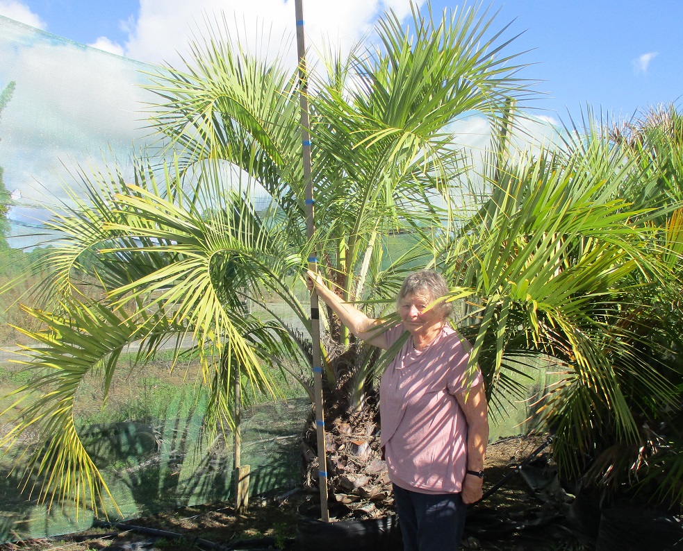 Butia capitata, Jelly Palm