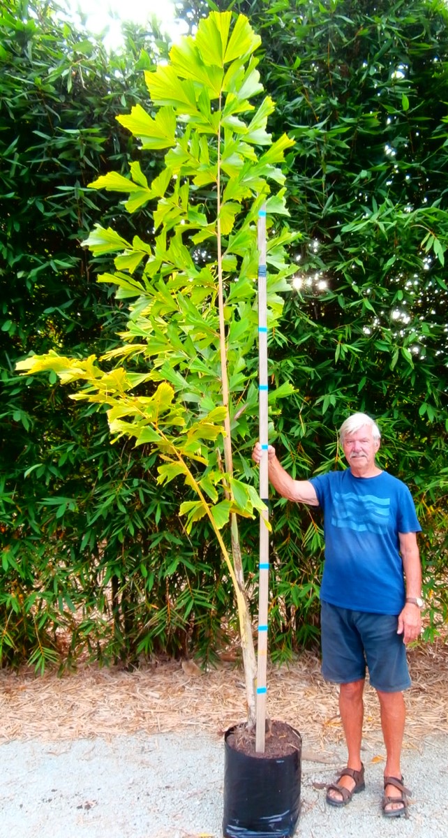 Caryota maxima, Himalayan Fishtail Palm