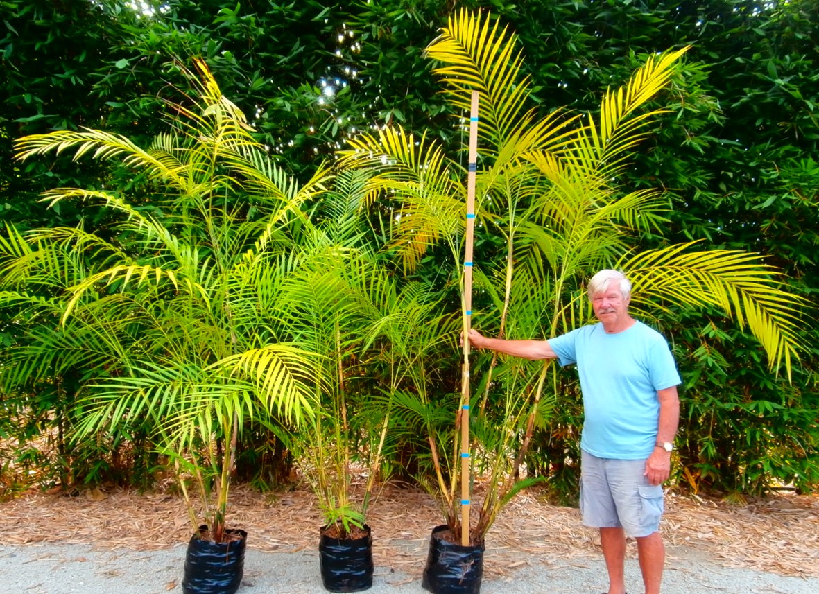 Chamaedorea hooperiana, Maya Palm