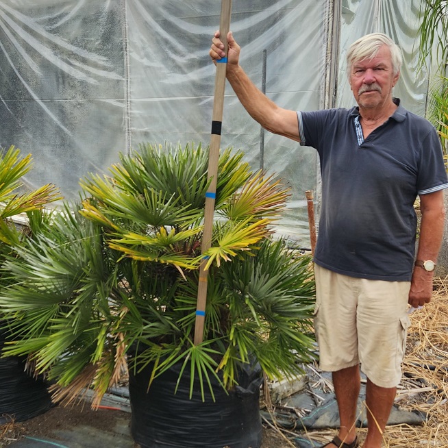 Chamaerops humilis, Mediterranean Fan Palm