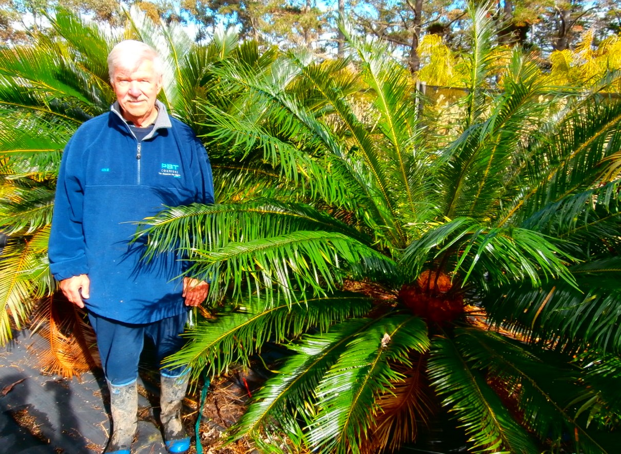 Cycas revoluta, Sago Palm