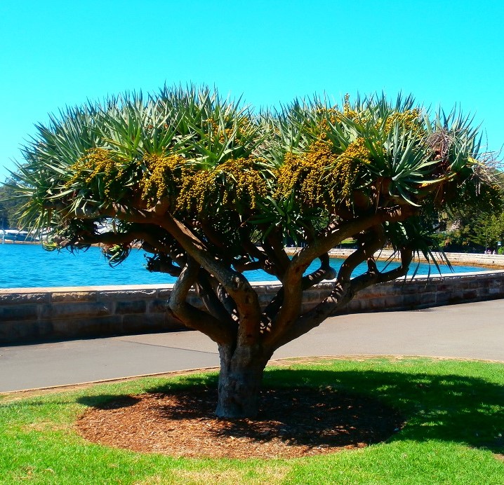 Dracaena draco, Dragon Tree