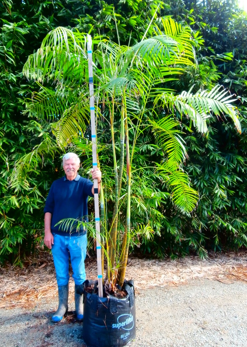 Dypsis baronii, Sugar Cane Palm