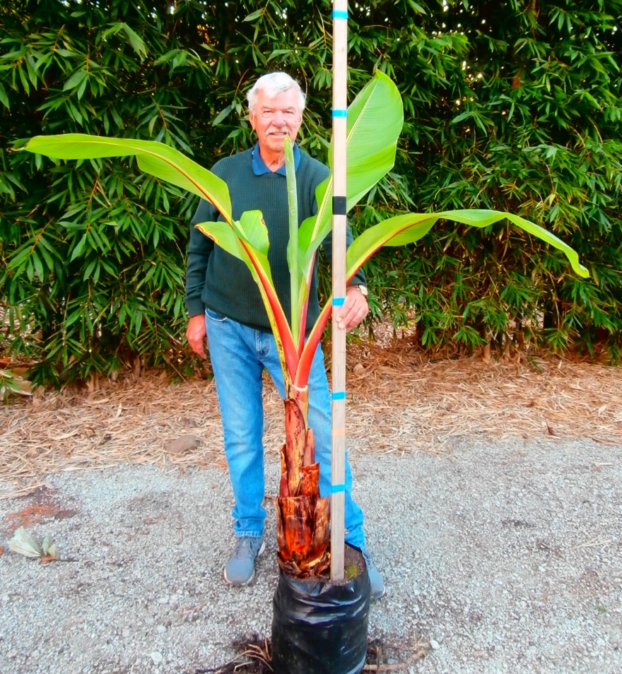 Ensete ventricosum, Abyssinian Banana