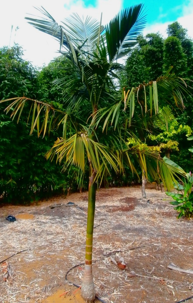 Euterpe edulis, Jucara Palm