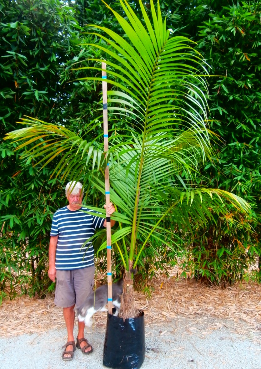 Howea forsteriana, Kentia Palm