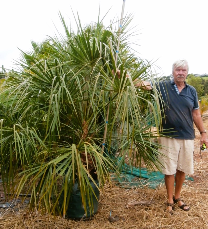 Livistona decipiens, Ribbon Fan Palm