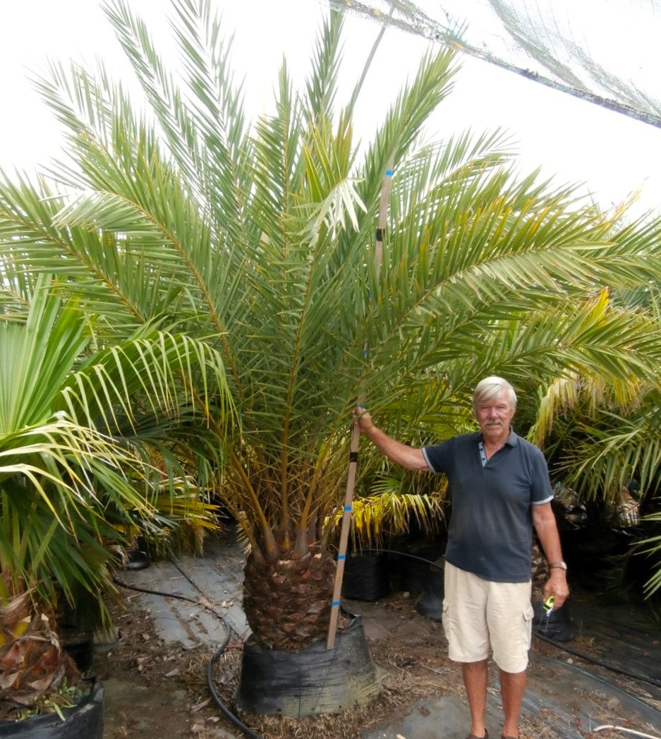 Phoenix dactylifera, Date Palm