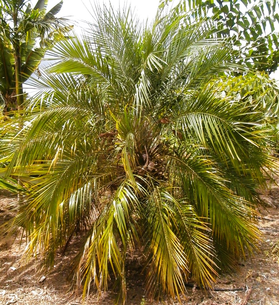 Phoenix roebelenii, Pygmy Date Palm