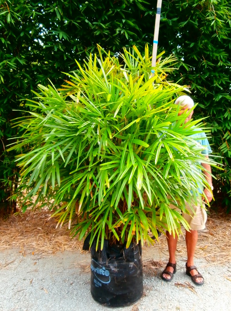 Rhapis excelsa, Lady Palm