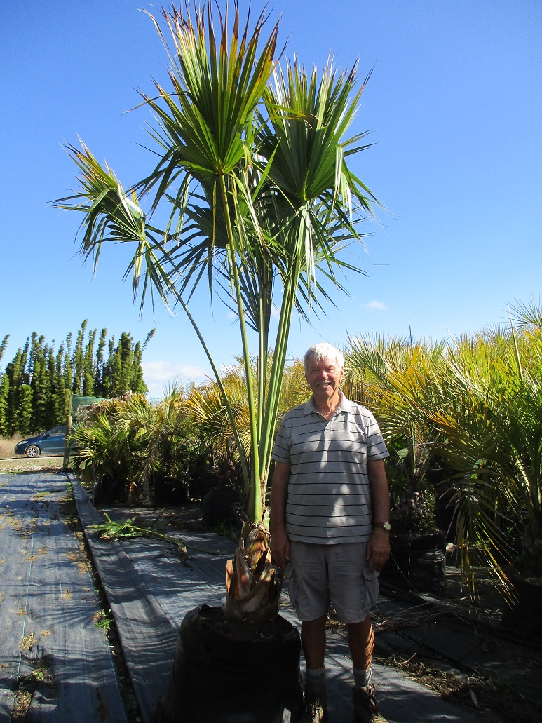 Sabal minor, Dwarf Palmetto Palm