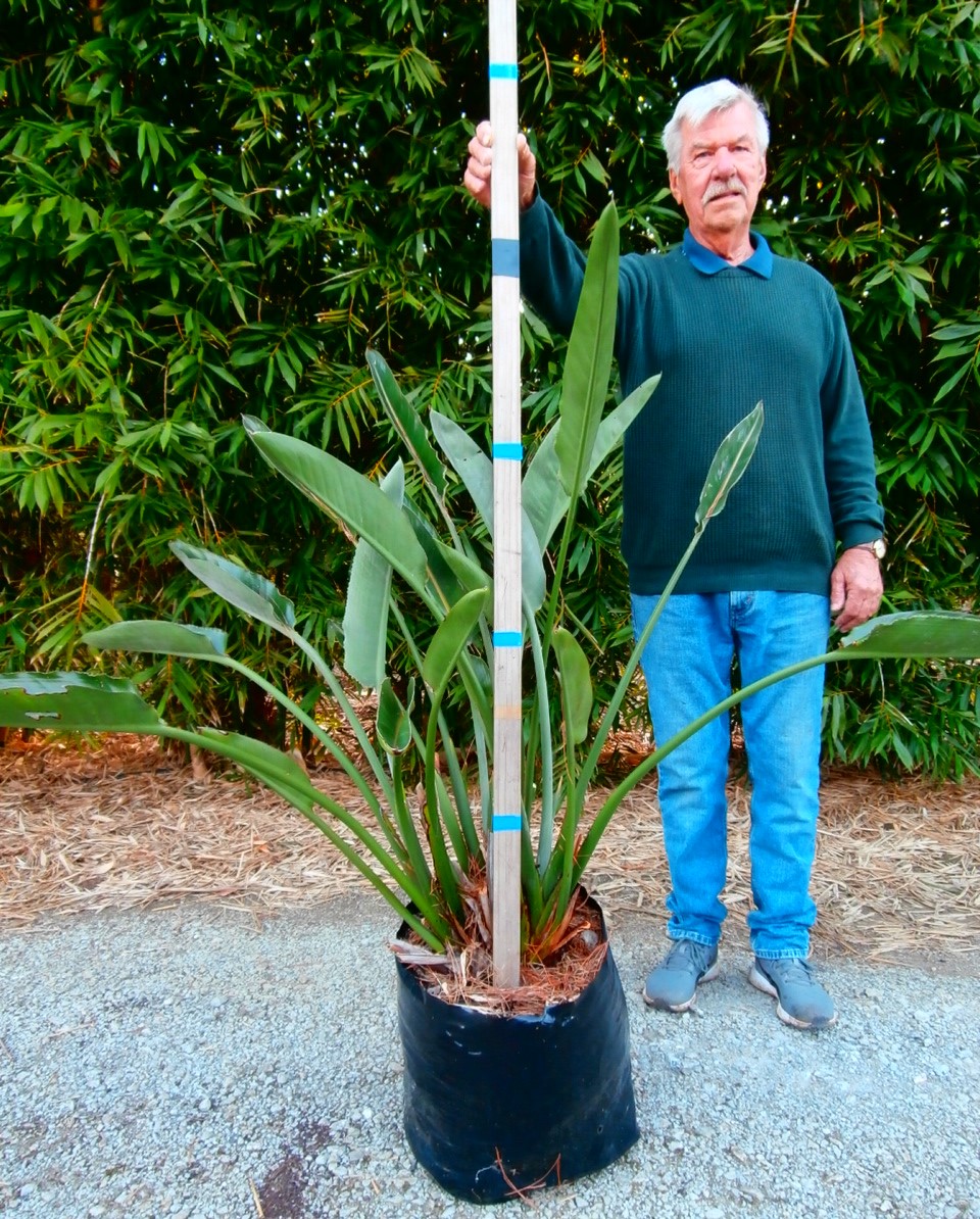 Strelitzia reginae, Bird of Paradise