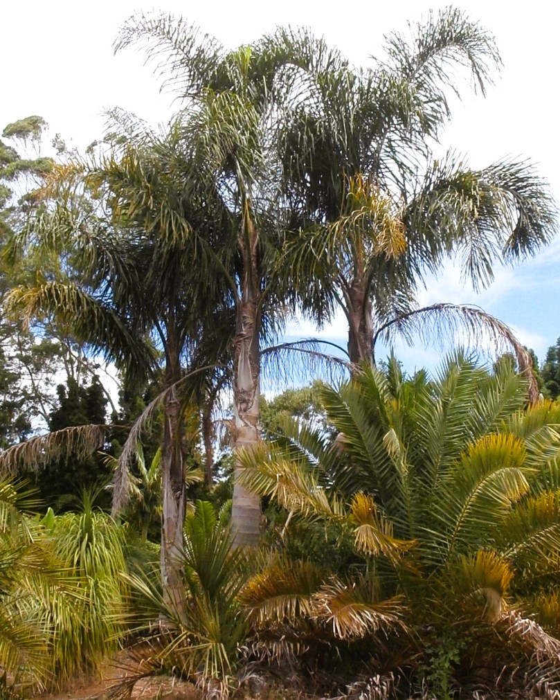 Syagrus romanzoffiana, Queen Palm