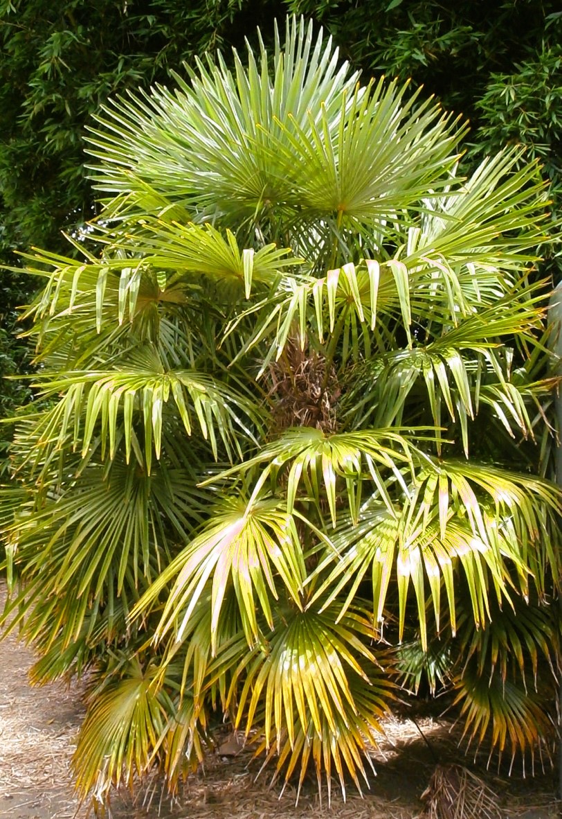 Trachycarpus fortunei, Chinese Windmill Palm