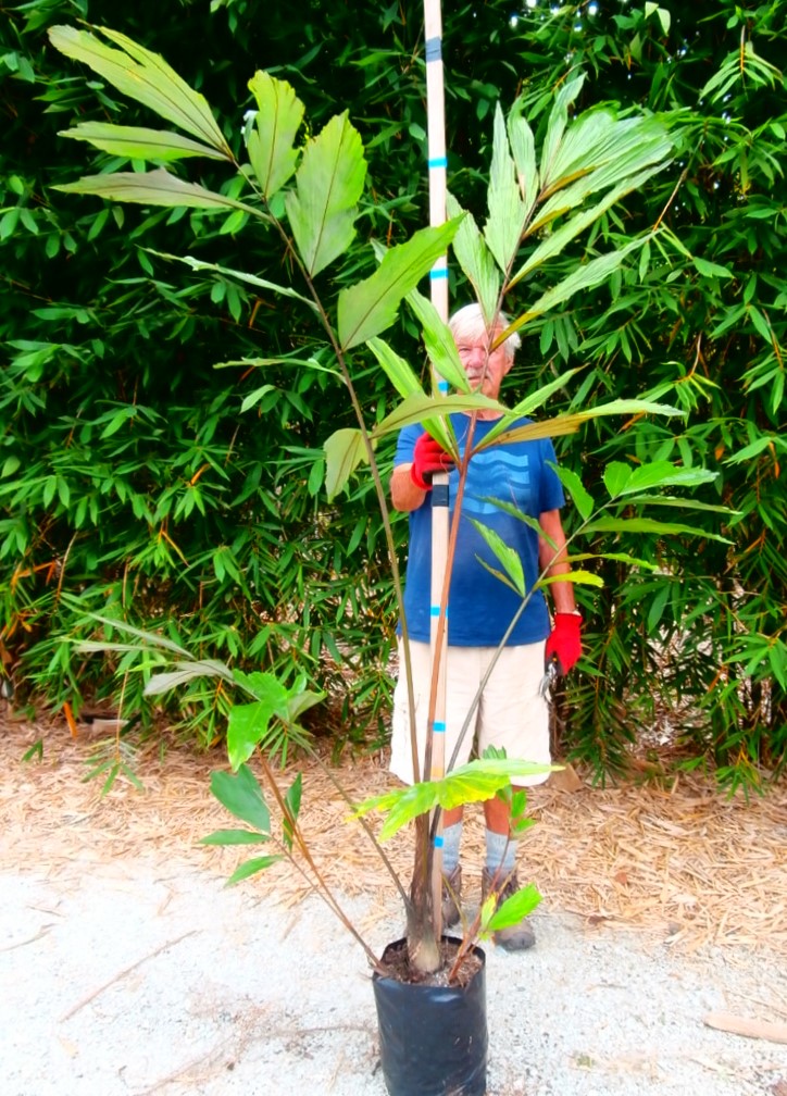 Wallichia densiflora, Dwarf Fishtail Palm