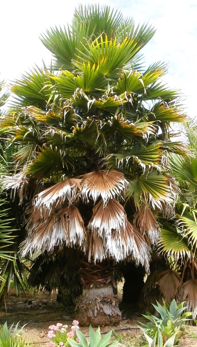 Washingtonia robusta, Mexican Cotton Palm