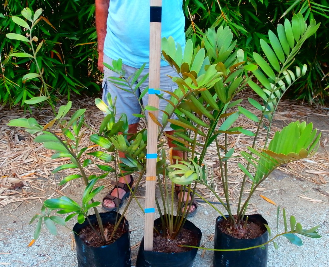 Zamia furfuracea, Cardboard Fern